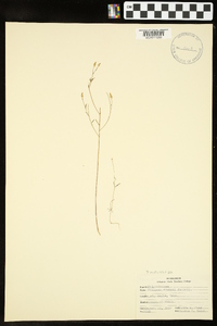 Polygala verticillata image