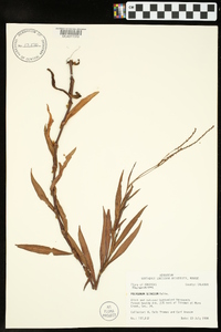 Polygonum setaceum image