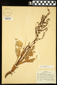 Rumex altissimus image