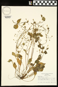 Montia sibirica image