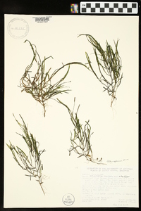 Potamogeton foliosus subsp. foliosus image