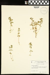 Lysimachia arvensis image