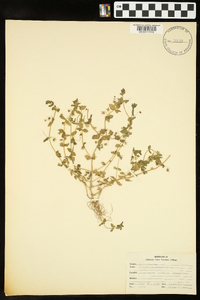 Lysimachia arvensis image