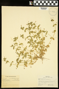 Lysimachia arvensis image