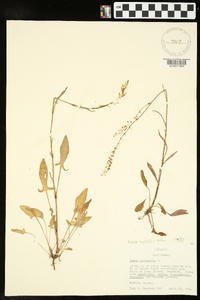 Rumex hastatulus image