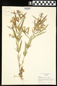 Lysimachia lanceolata image