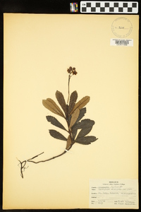 Chimaphila umbellata image