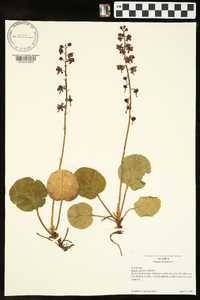 Pyrola asarifolia image