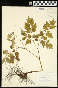 Actaea pachypoda image