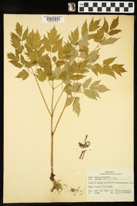 Actaea alba image