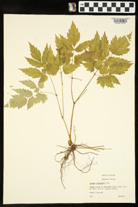 Actaea pachypoda image