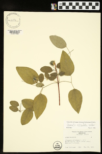 Clematis reticulata image