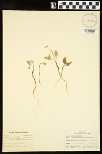 Claytonia caroliniana image