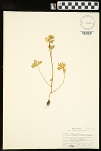 Delphinium tricorne image