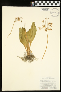 Dodecatheon meadia image