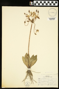 Dodecatheon meadia image