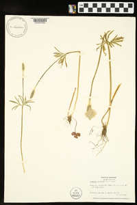 Anemone berlandieri image