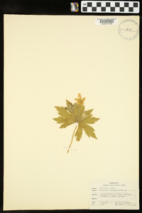 Anemone quinquefolia image