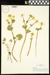 Caltha palustris image