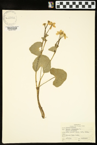 Caltha palustris image