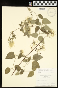 Clematis reticulata image