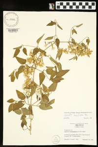 Clematis terniflora image