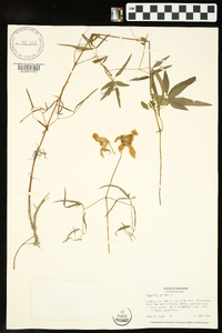 Clematis crispa image