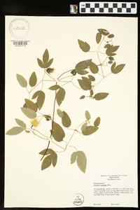 Clematis reticulata image