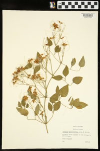 Clematis dioscoreifolia image