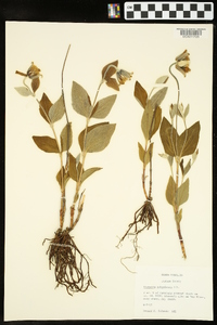 Clematis ochroleuca image