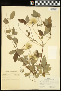 Clematis viorna image