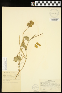 Ranunculus flabellaris image