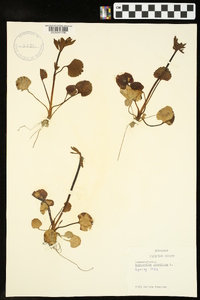 Ranunculus fascicularis image