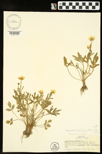 Ranunculus fascicularis image