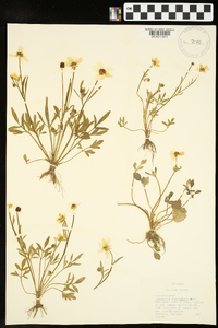 Ranunculus fascicularis image