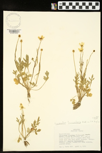 Ranunculus fascicularis image