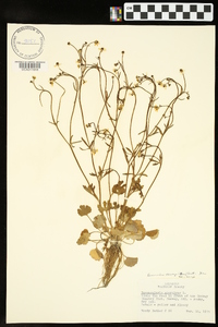 Ranunculus harveyi image