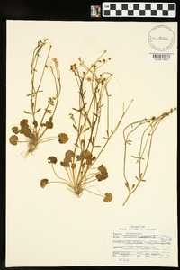 Ranunculus harveyi var. harveyi image