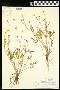 Ranunculus fascicularis image