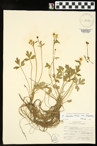 Ranunculus hispidus var. hispidus image