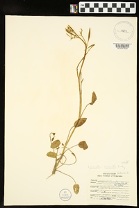 Ranunculus laxicaulis image