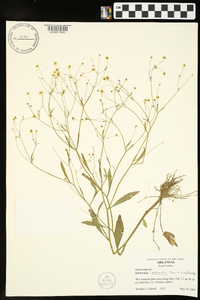 Ranunculus laxicaulis image