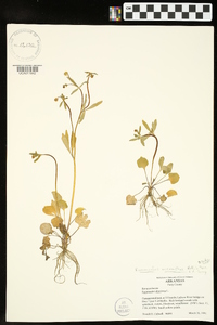 Ranunculus micranthus image