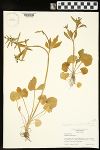 Ranunculus micranthus image