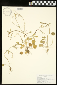 Ranunculus micranthus image