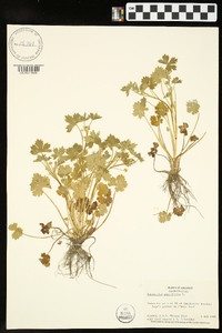 Ranunculus parviflorus image