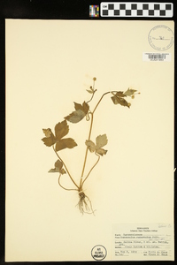 Ranunculus recurvatus var. recurvatus image