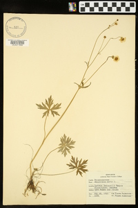 Ranunculus acris image