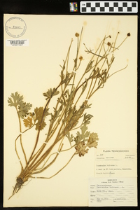 Ranunculus bulbosus image