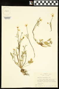 Ranunculus fascicularis image